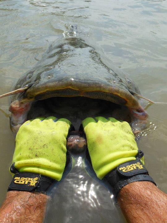 Black Cat - img17160276343219.jpeg